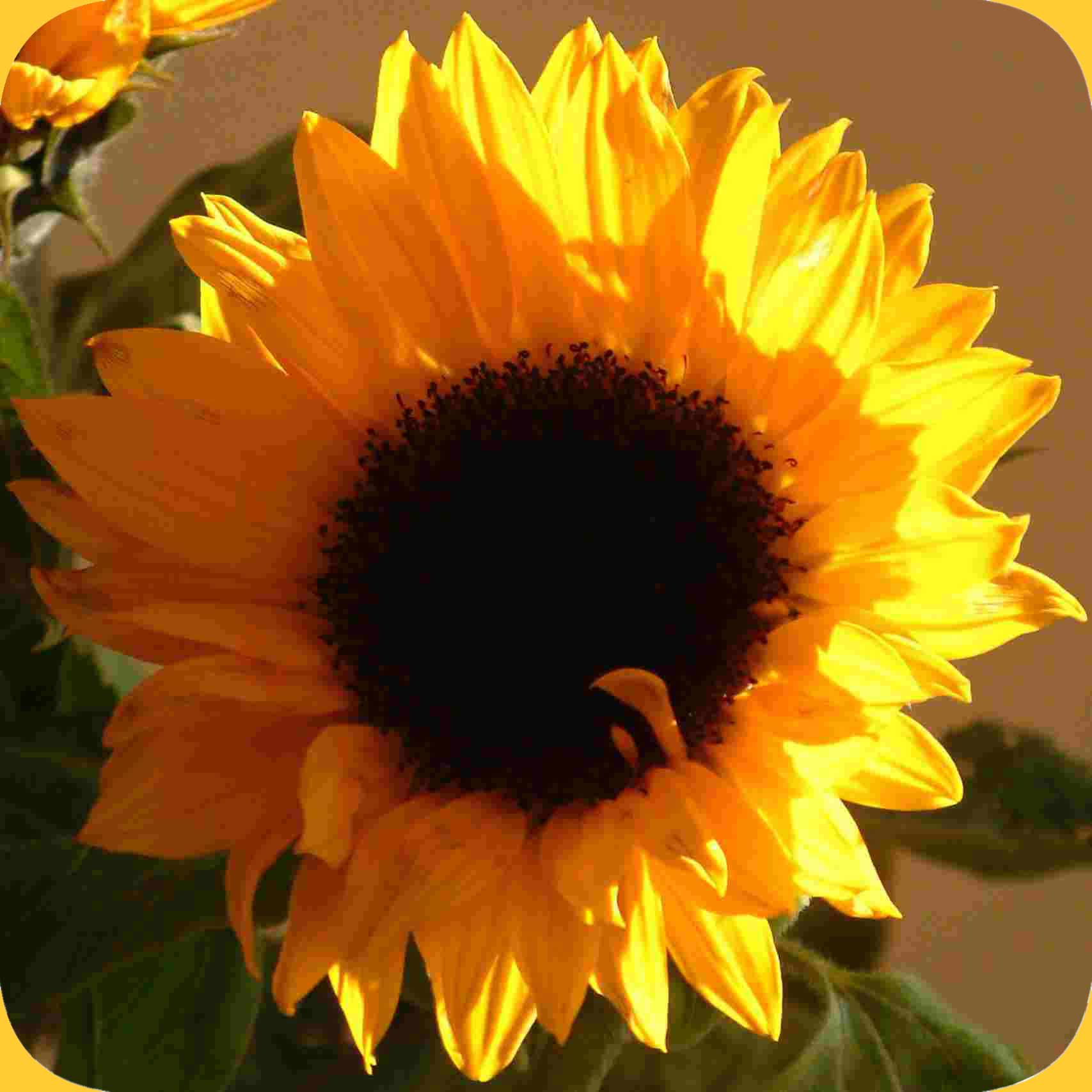 Sonnenblume